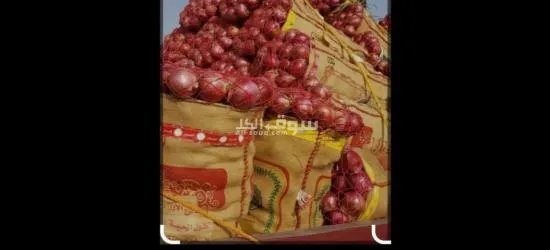 بصل حضرمي - 2