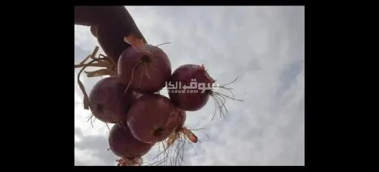 يوجد لدينا منتجات يمنيه - 15