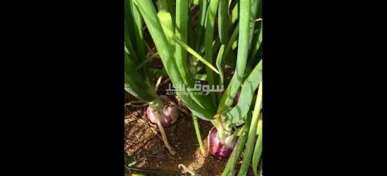 يوجد لدينا منتجات يمنيه - 18