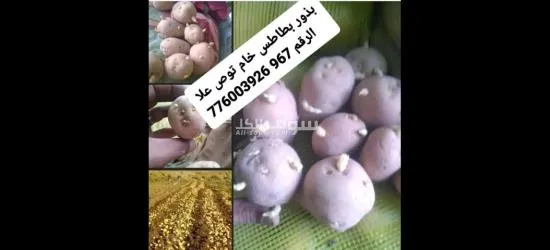 يوجد لدينا منتجات يمنيه - 19