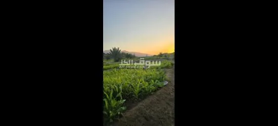 للبيع مزرعة في حلبان - 5