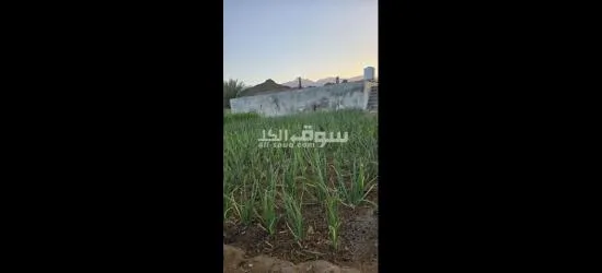 للبيع مزرعة في حلبان - 9