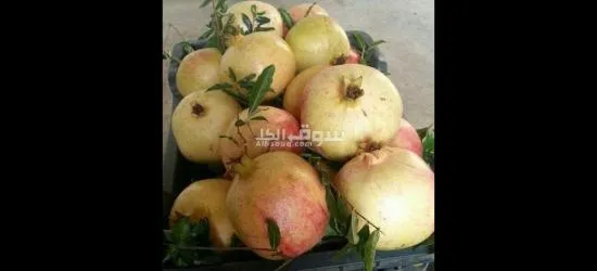 خيرات عمان واليمن بين يديك - 6