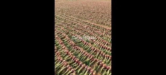 خيرات عمان واليمن بين يديك - 7