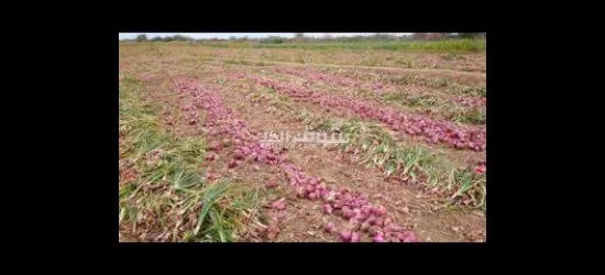 خيرات عمان واليمن بين يديك - 8