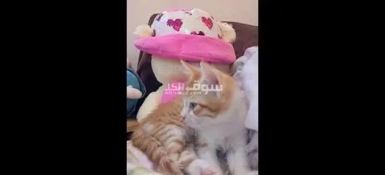 قطه للبيع مع اولادها واغراضها