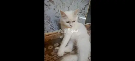 قطه للبيع مع اولادها واغراضها - 2