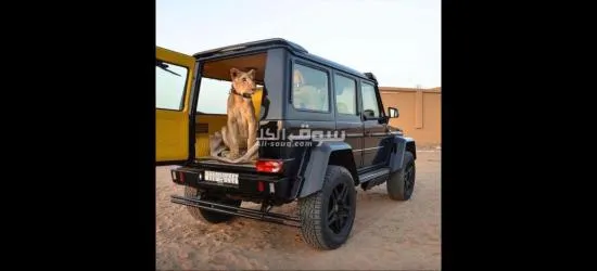 حصريا لدينا دولارات أمريكية نظامية للبيع - 2