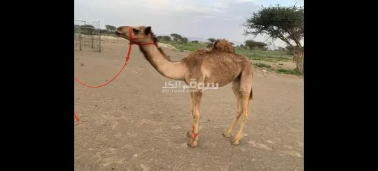 جعود للبيع سمين